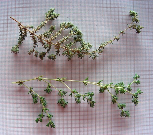 Frankenia hirsuta (in alto)-Frankenia laevis (in basso) (5).jpg