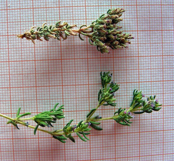 Frankenia hirsuta (in alto)-Frankenia laevis (in basso) (6).jpg