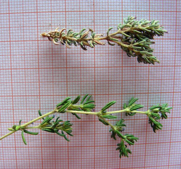 Frankenia hirsuta (in alto)-Frankenia laevis (in basso) (7).jpg