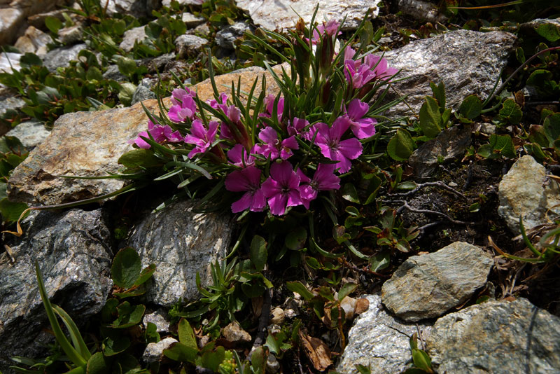 0658-Dianthus-glacialis-m.jpg