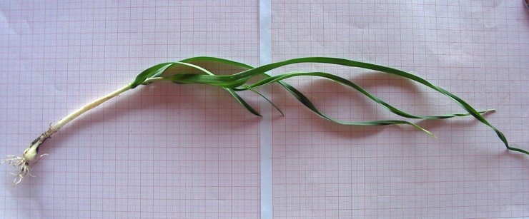 Allium sp. (11).jpg