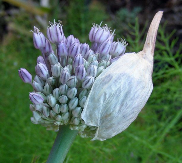 Allium sp. (15).jpg