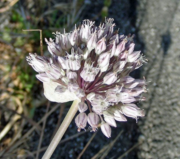 Allium sp. (17).jpg