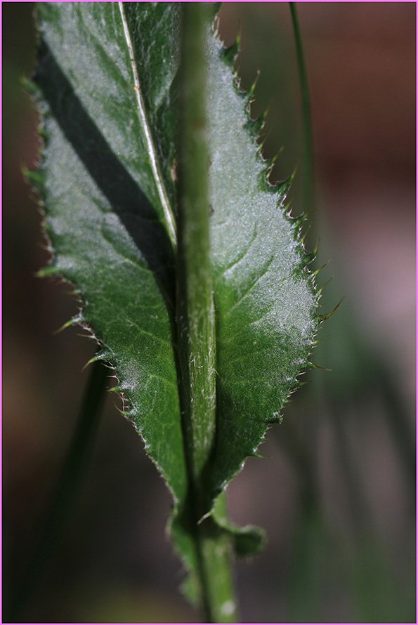 Cirsium pannonicum IMG_4986.jpg