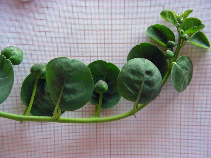 Capparis spinosa subsp. spinosa (10).JPG