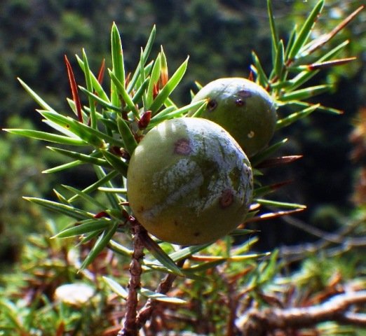 Juniperus macrocarpa Sm. .JPG