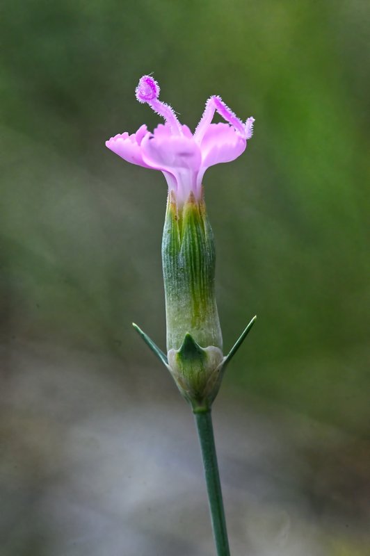 Dianthus-sylvestris.jpg