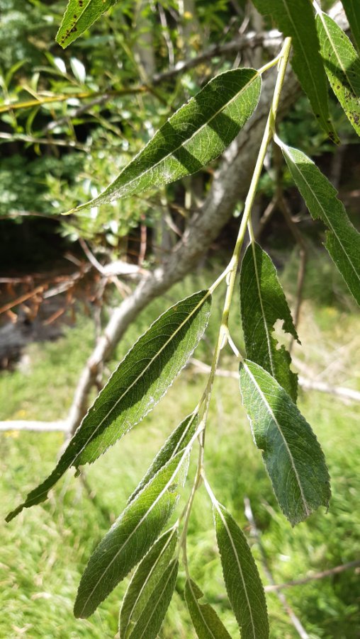 Salix ibrido (3).jpg