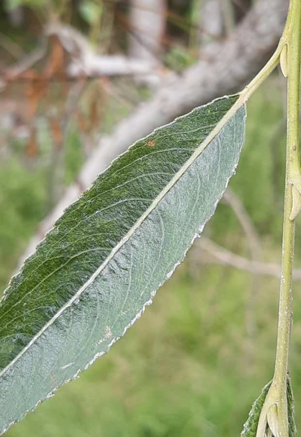 Salix ibrido (6).jpg