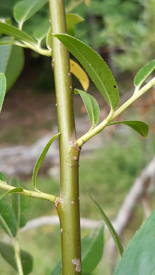 Salix ibrido (8).jpg