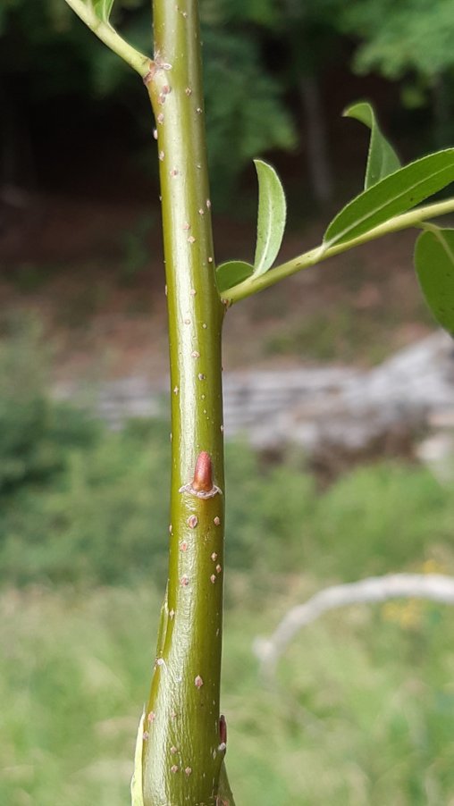 Salix ibrido (9).jpg