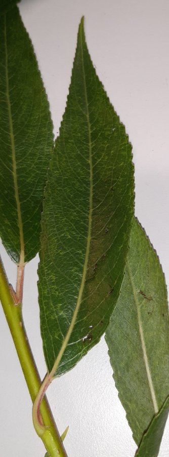 Salix ibrido (13).jpg