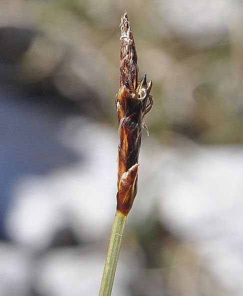 Carex_5.jpg