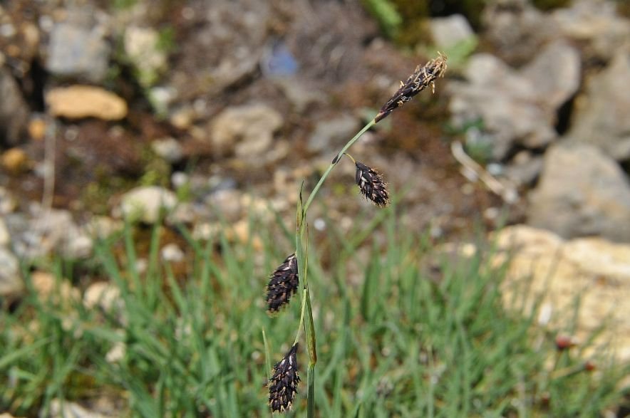 Carex_3.jpg