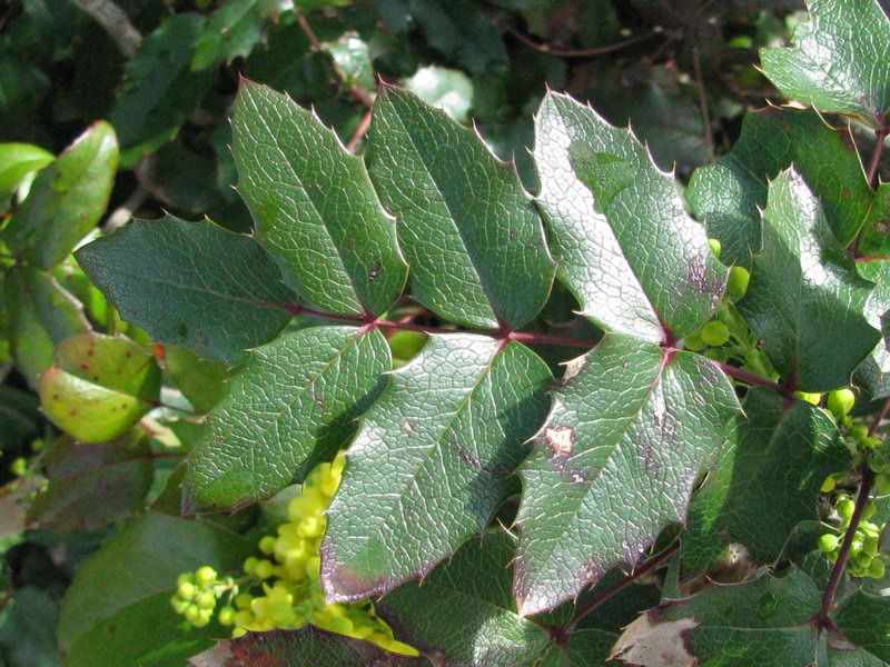 Mahonia aquifolium (Pursh.) Nutt.