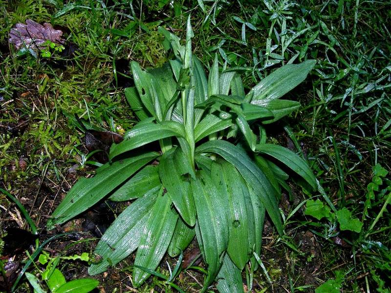 Ophrys sphegodes 5.jpg
