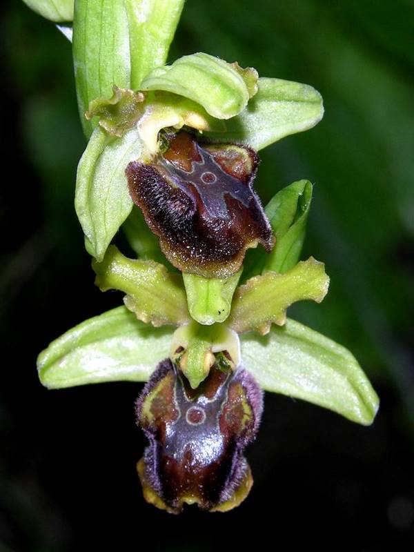 Ophrys sphegodes 6.jpg