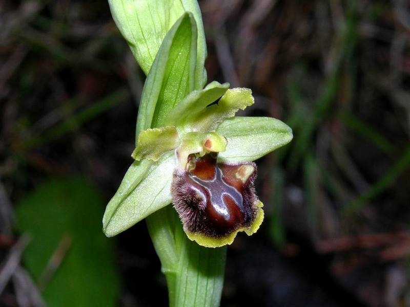 Ophrys sphegodes 4.jpg