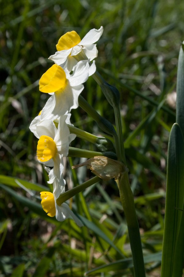 Narcissus-tazetta12924K.jpg