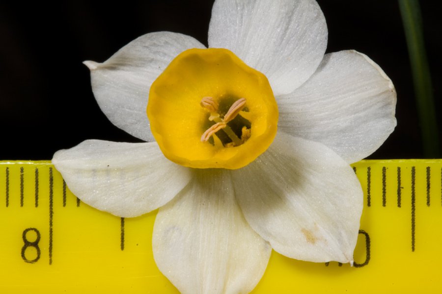 Narcissus-tazetta12924Za.jpg