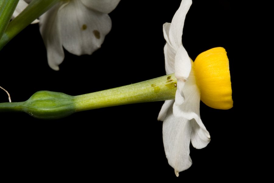 Narcissus-tazetta12924Zc.jpg