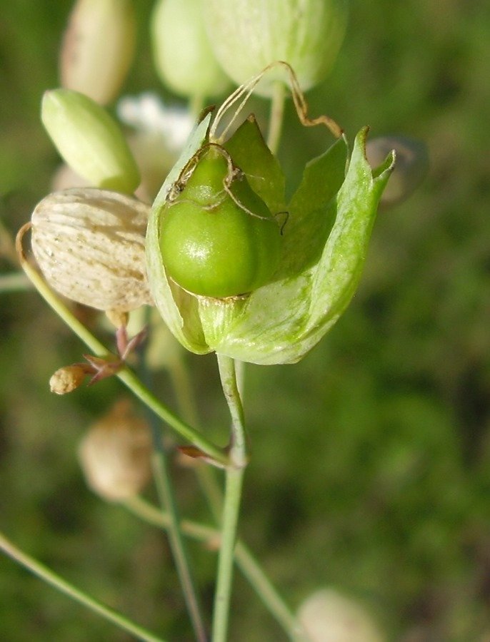 Silene vulgaris (Moench) Garcke subsp. vulgaris-20-09-22-066.JPG