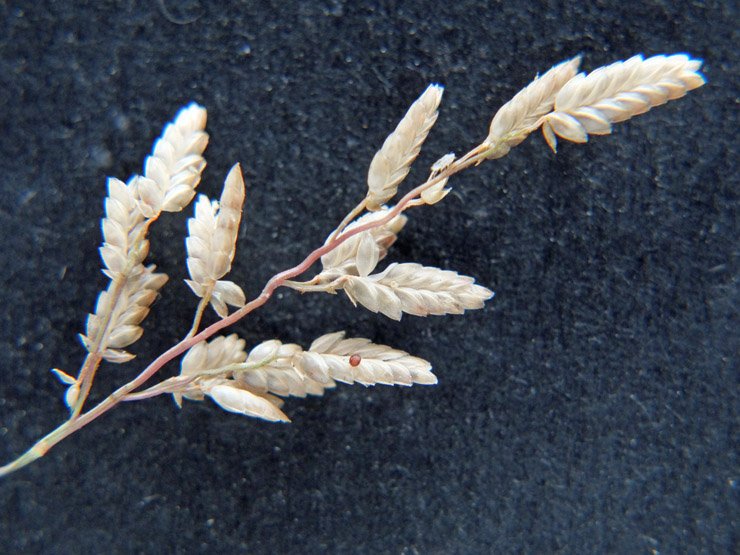 Eragrostis sp. (3).JPG