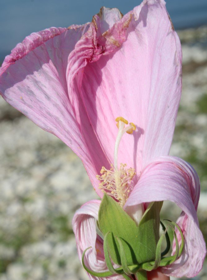 Hibiscus moscheutos 5.JPG