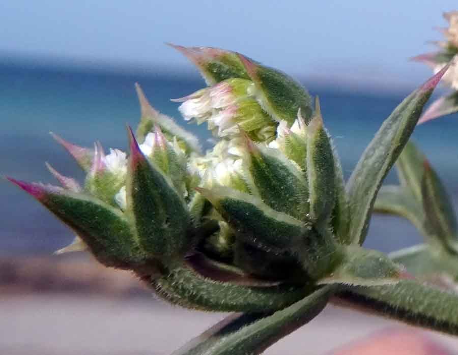 Echinophora-spinosa-L..jpg