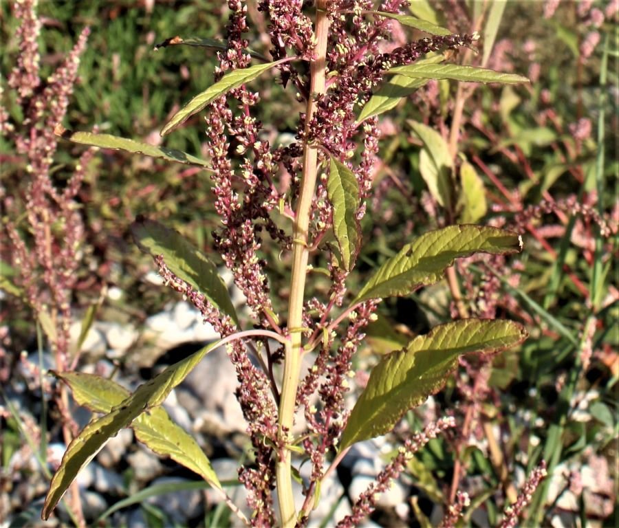 Amaranthus tuberculatus 5.JPG
