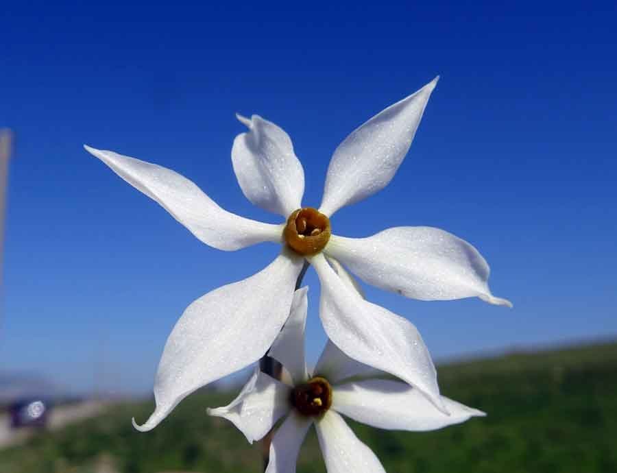 Narcissus-obsoletus-(Haw.)-.jpg