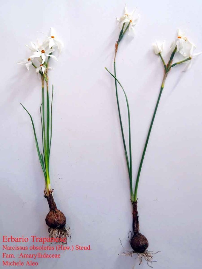 Narcissus obsoletus (Haw.) Steud. (2).jpg