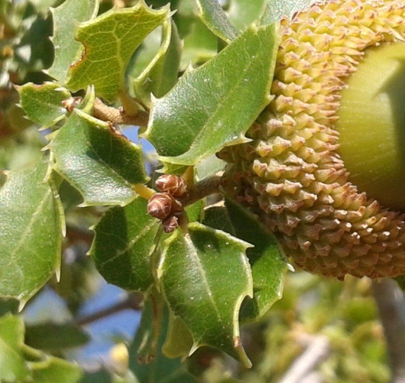 Quercus coccifera L. (a).jpg