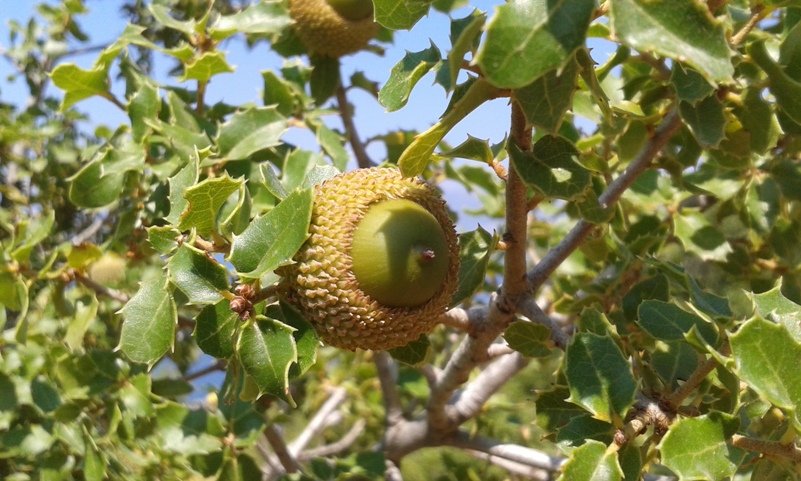 Quercus coccifera L. (c).jpg