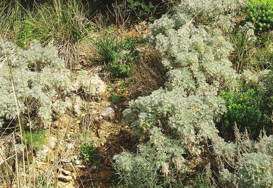 Artemisia-arborescens-(Vaill.)-L..jpg