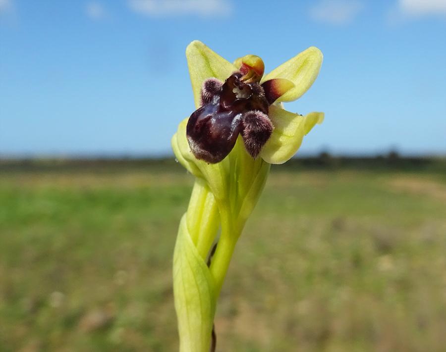 Ophrys-bombyliflora-Link.jpg