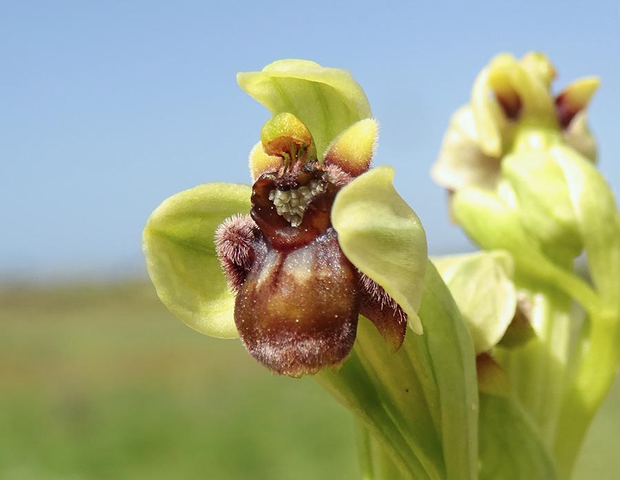 Ophrys-bombyliflora-Link.jpg