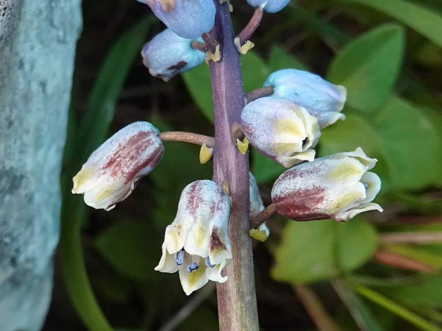 Bellevalia-dubia-(Guss.)-Kunth-subsp.-dubia.jpg
