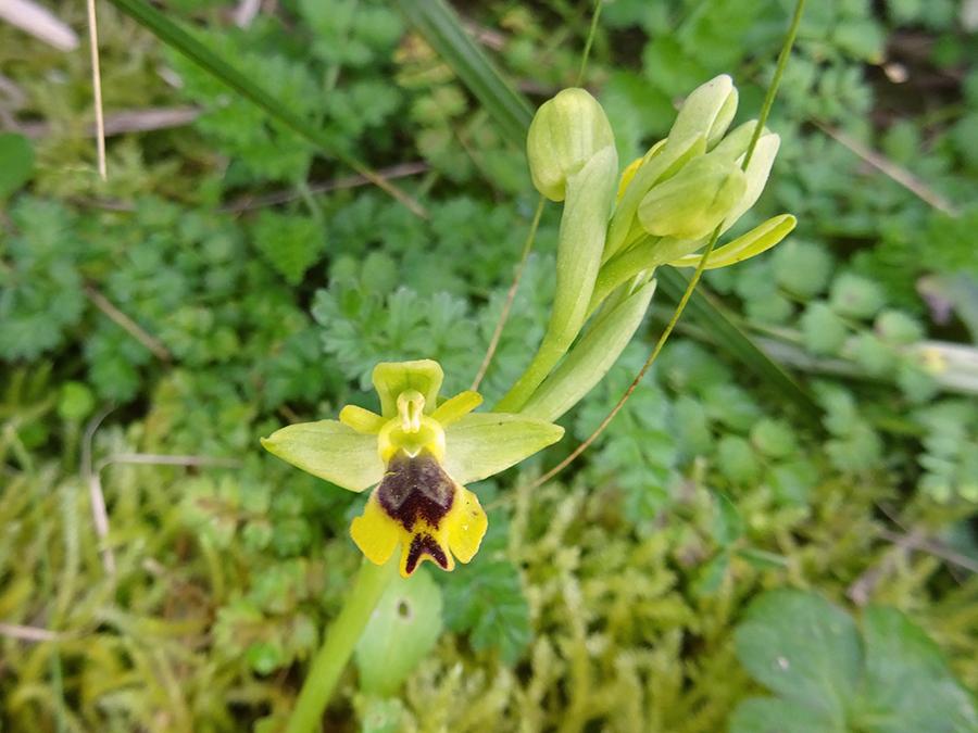 Ophrys-sicula-Tineo.jpg