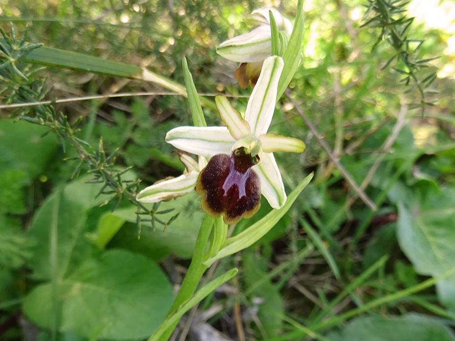 Ophrys-panormitana-(Tod.)-Soó.jpg