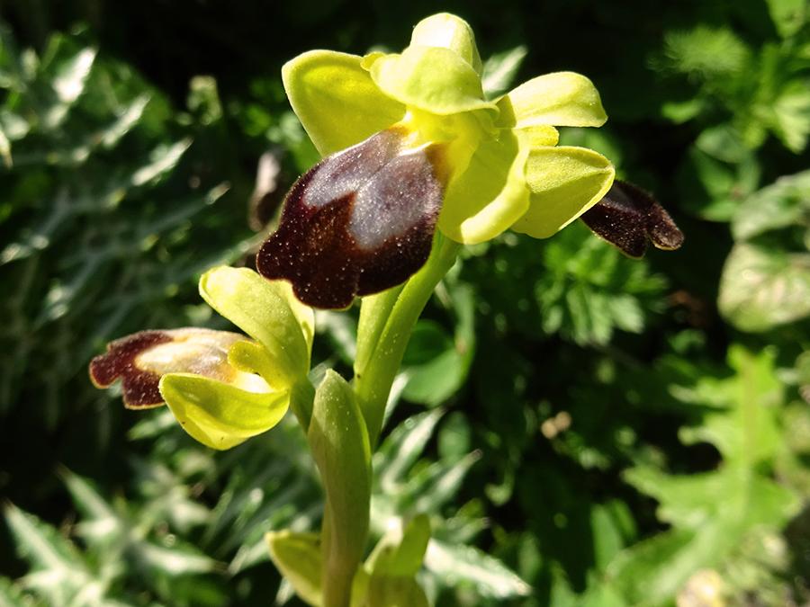 Ophrys-forestieri-(Rchb.-f.)-Lojac.jpg