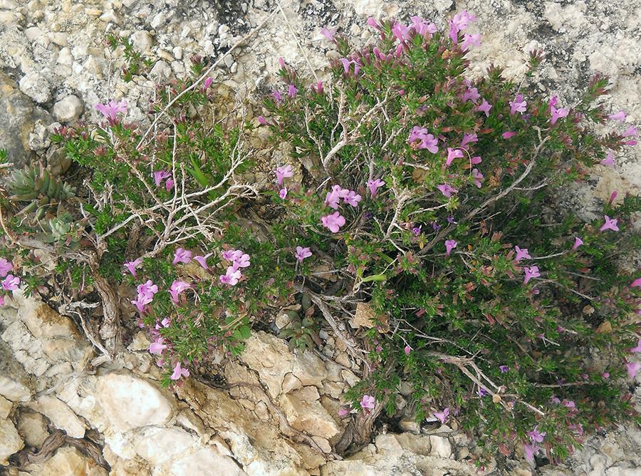 Micromeria-graeca-subsp.-fruticulosa-(Bertol.)-Guinea.jpg