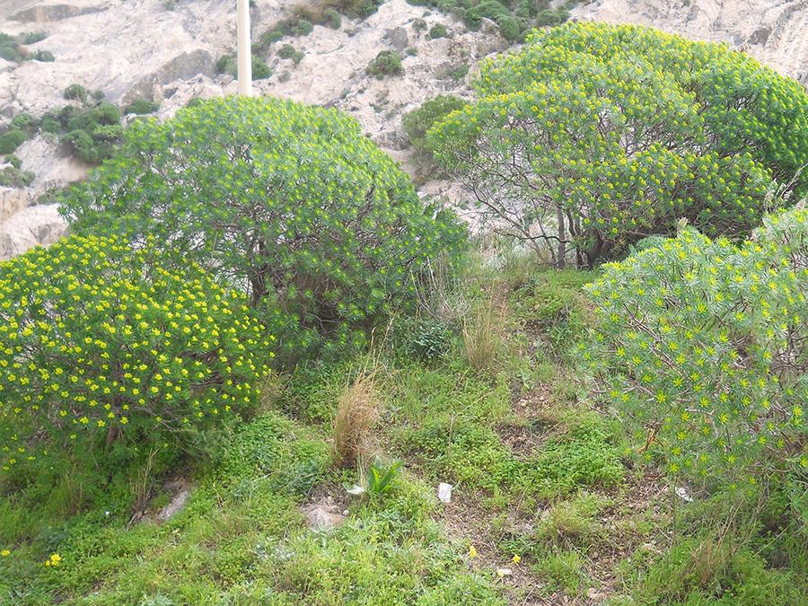 Euphorbia-dendroides-L..jpg