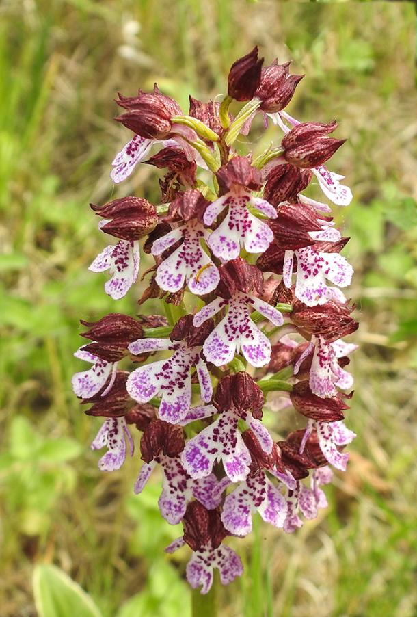 (W)-1- Orchis purpurea - Montelabbate (RN) - 8.5.23 - GP - DSCN2083.jpg