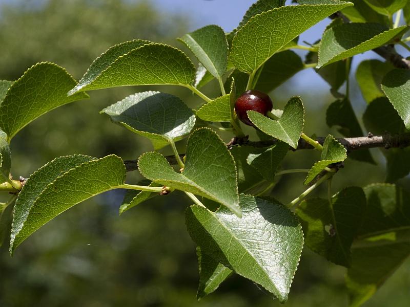 Prunus mahaleb089 2023-06-carso.jpg
