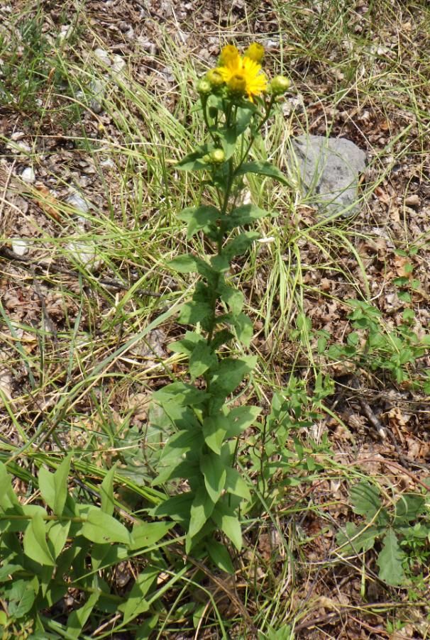 Pentanema spiraeifolium.JPG