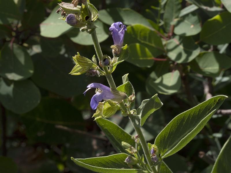 Salvia officinalis officinalis144 2023-06-carso.jpg