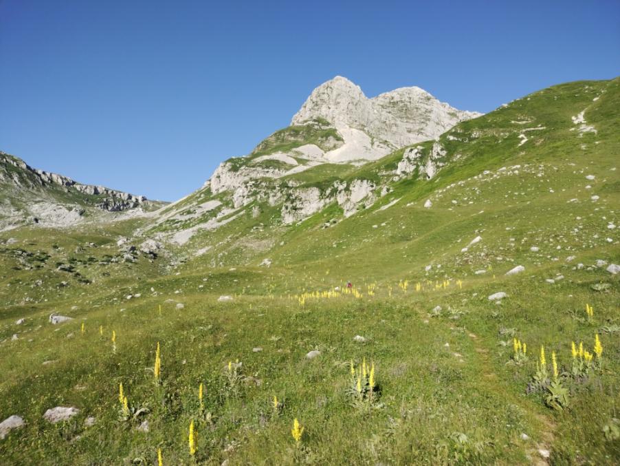 Verbascum pulverulentum Vill., sullo sfondo Monte Meta.
