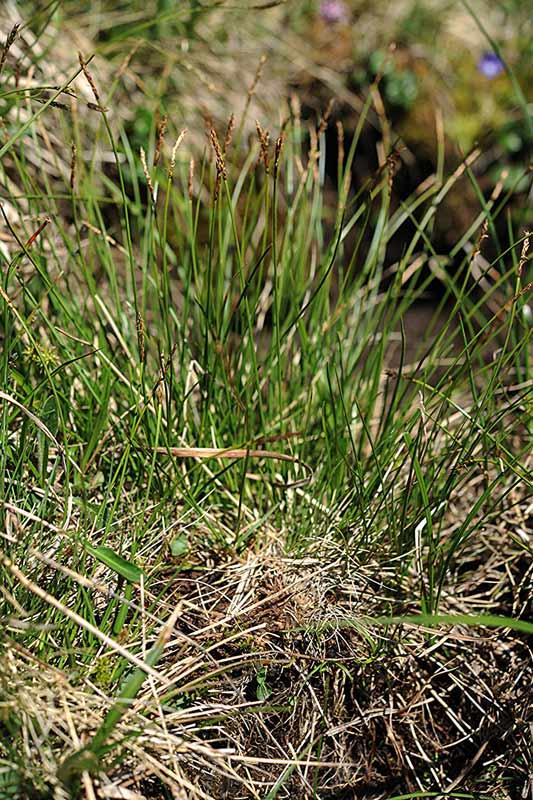 1-Carex-davalliana-M.jpg