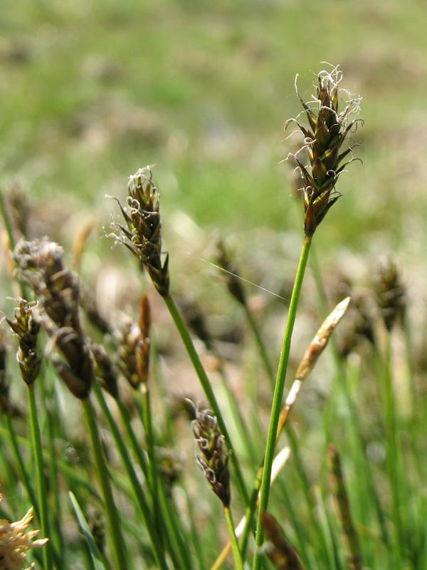 5-Carex-davalliana-1.jpg